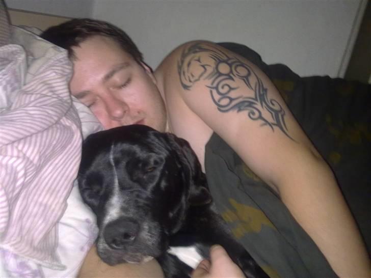 Cane corso Jackie billede 4