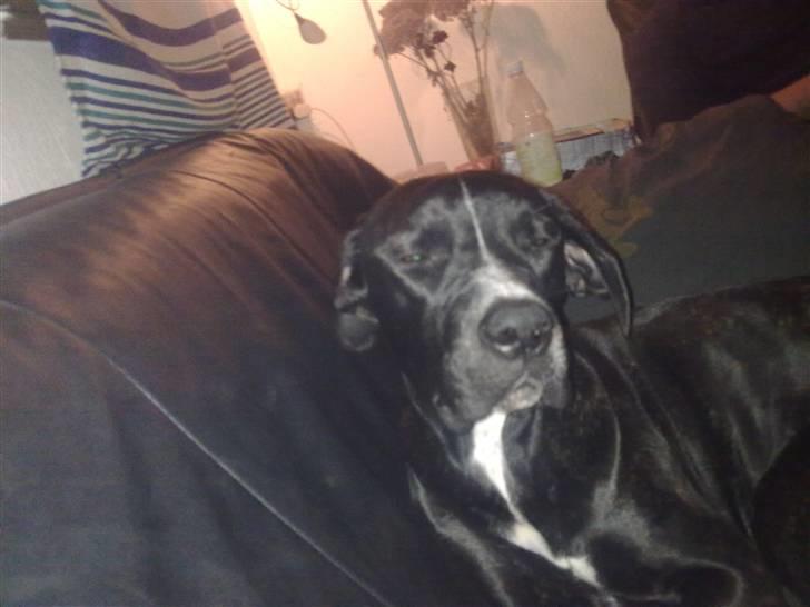 Cane corso Jackie billede 5