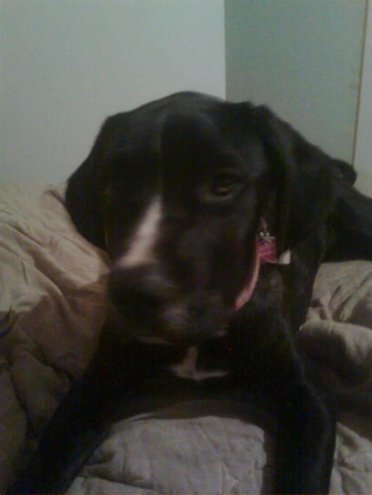 Cane corso Jackie billede 6