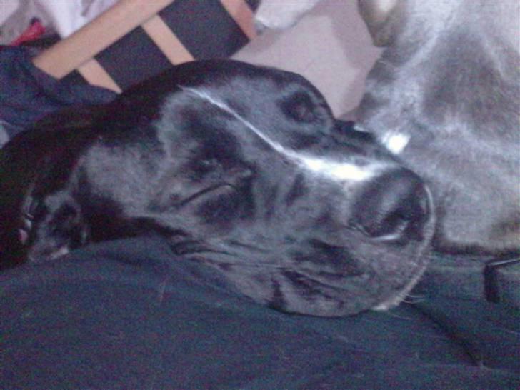 Cane corso Jackie billede 7