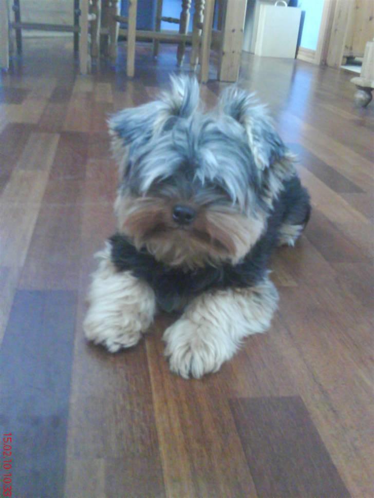 Yorkshire terrier Max Millian. - max, jeg elsker dig. billede 3