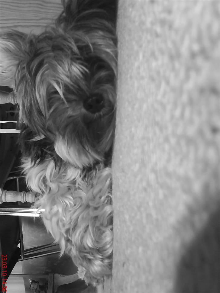 Yorkshire terrier Max Millian. - max, jeg elsker det billede af dig!(: billede 4
