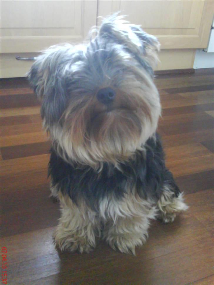 Yorkshire terrier Max Millian. - max, min yndlings vovse! i: billede 5