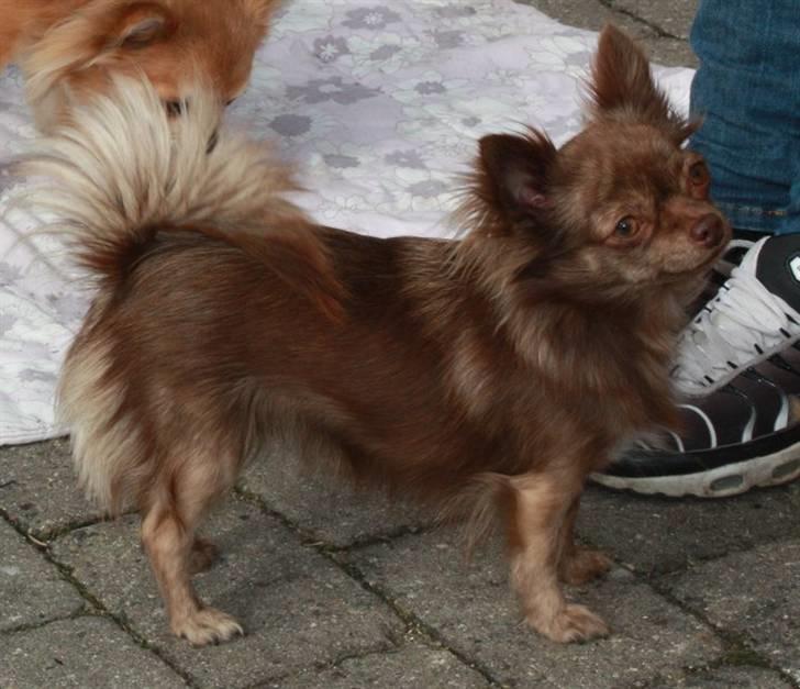 Chihuahua Bailey billede 7