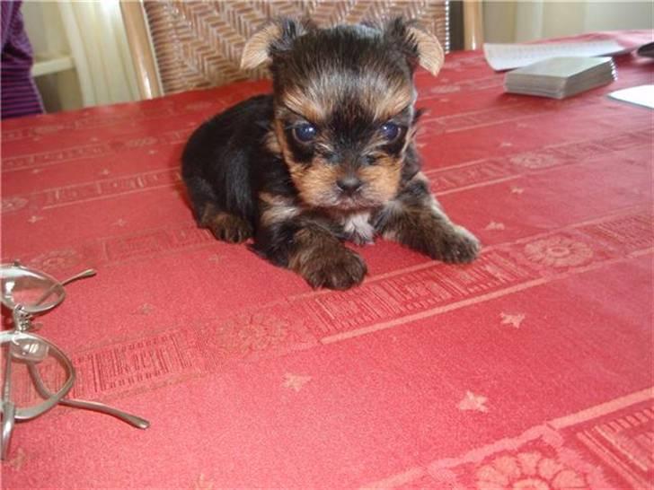 Yorkshire terrier Messi billede 12