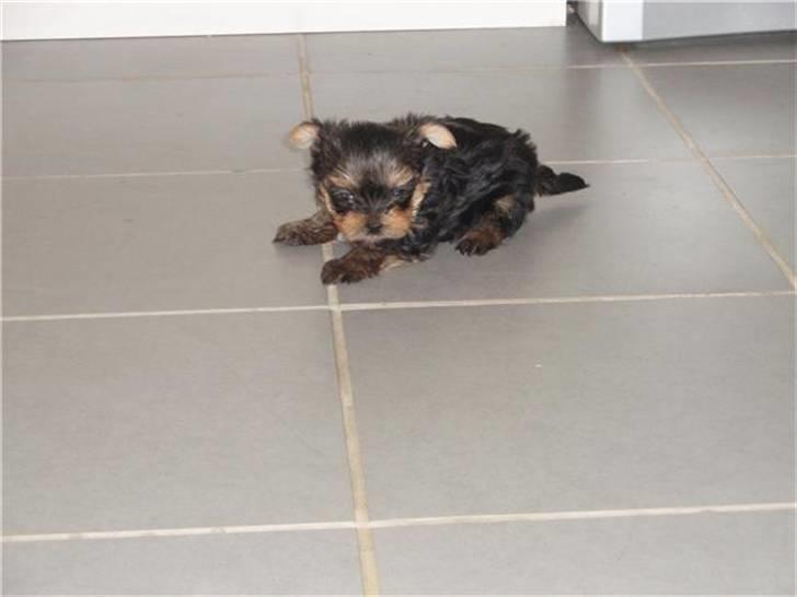 Yorkshire terrier Messi billede 13