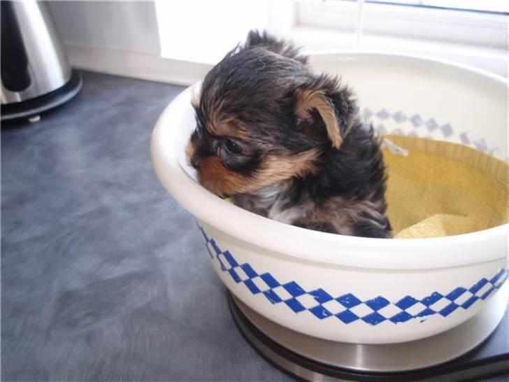 Yorkshire terrier Messi billede 14