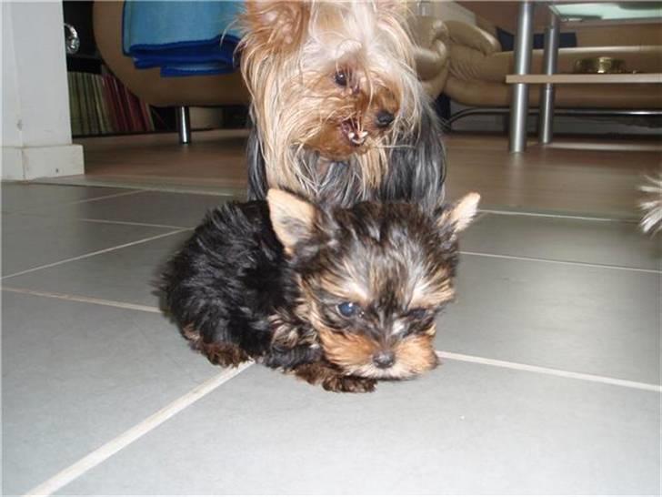 Yorkshire terrier Messi billede 15