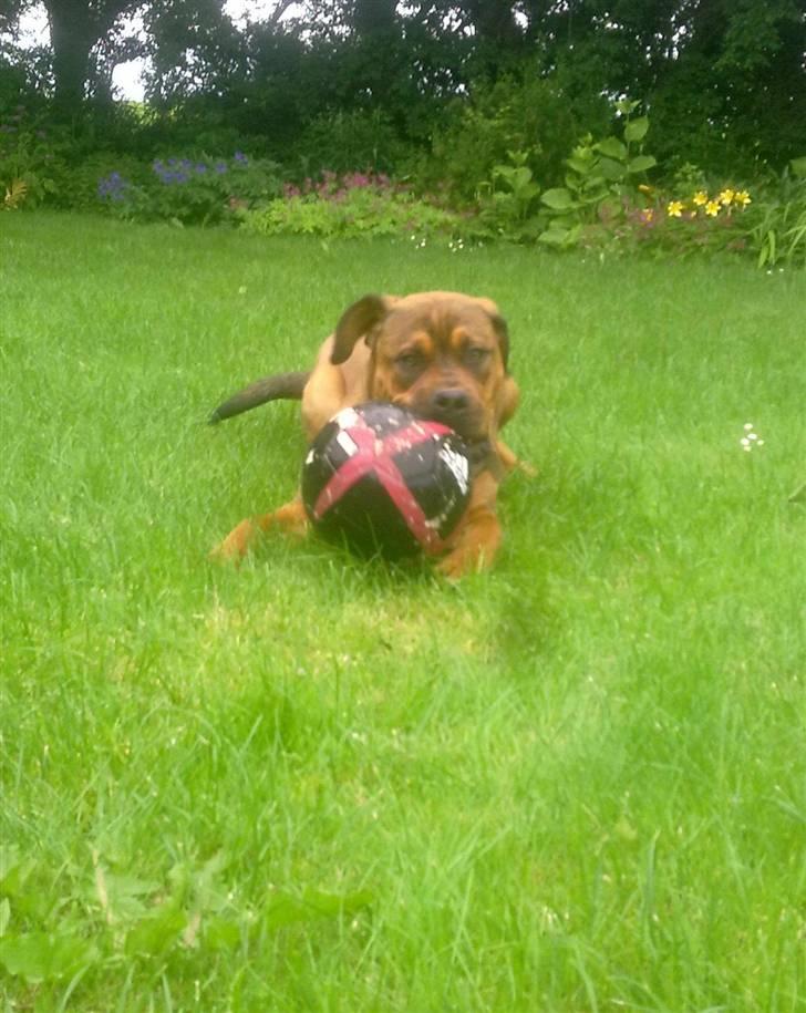 Blanding af racer Aslan billede 12