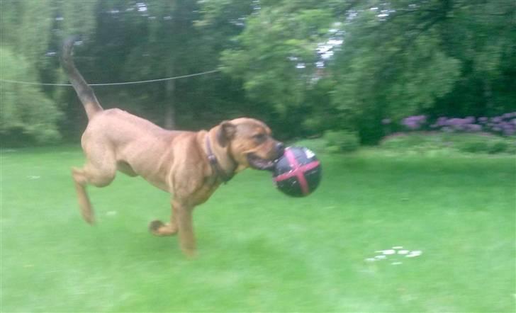 Blanding af racer Aslan billede 13