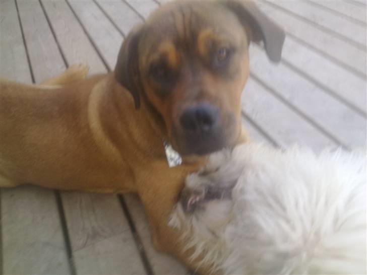 Blanding af racer Aslan billede 14