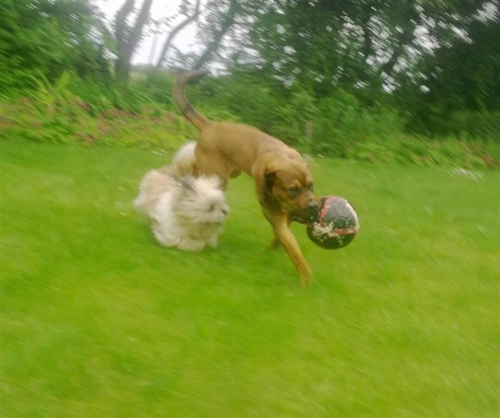 Blanding af racer Aslan billede 15