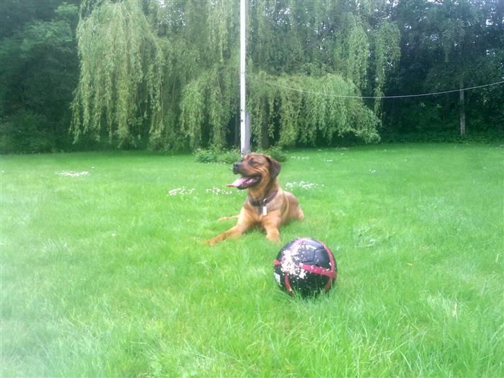 Blanding af racer Aslan billede 16