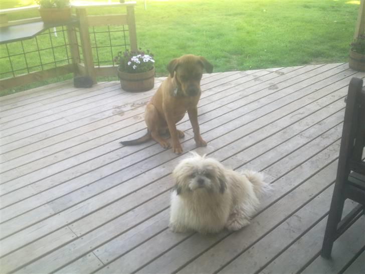 Lhasa apso werner billede 12