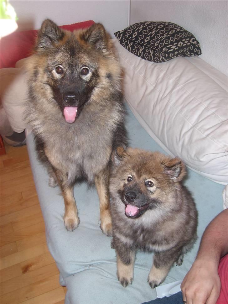 Eurasier Skovagergaards Dorthea - Sammen med storesøster billede 5