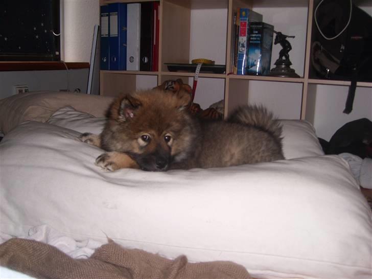 Eurasier Skovagergaards Dorthea - Hvem siger, man ikke kan sove fint på en sofahynde? billede 6