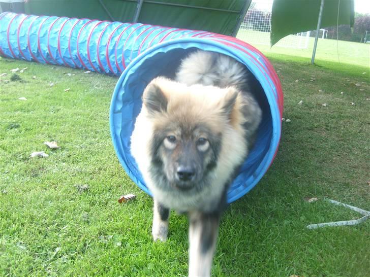 Eurasier Skovagergaards Dorthea - Jeg går også til agility sammen med storesøster. Her øver vi. Fotograf: Snow billede 7