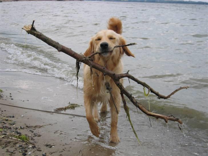 Golden retriever Sif billede 4