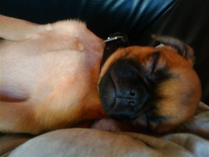 Griffon petit brabancon Zeus billede 7