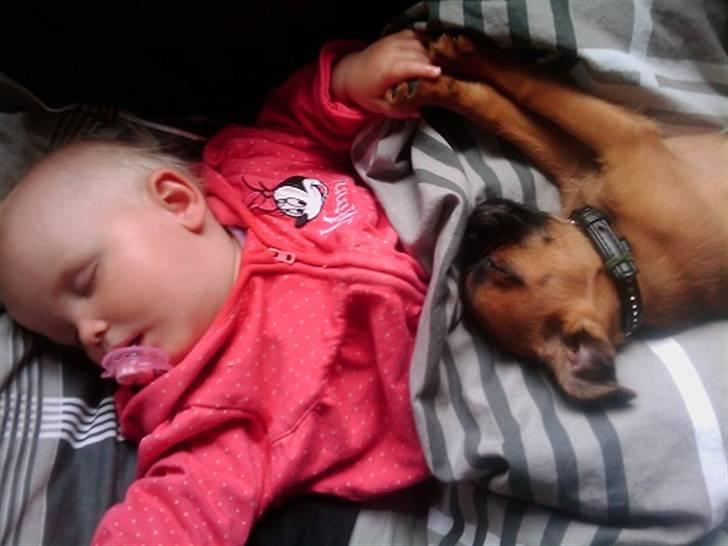 Griffon petit brabancon Zeus - Når man er så gode venner, skal man da holde hånd/pote når man tager sig en skraber sammen. billede 8