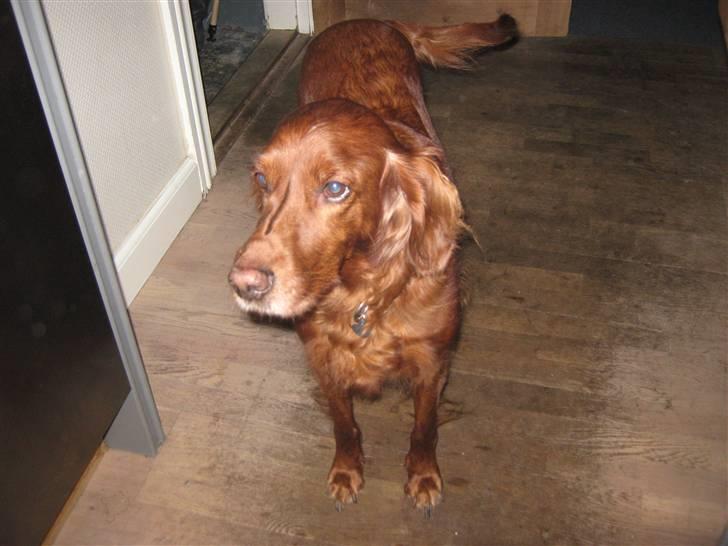 Irsk setter Amy (Lille My) billede 8