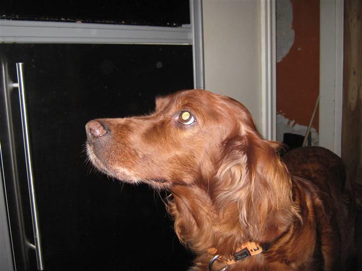 Irsk setter Amy (Lille My) billede 9