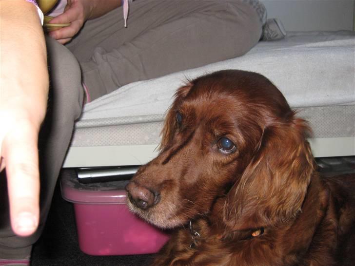 Irsk setter Amy (Lille My) billede 10