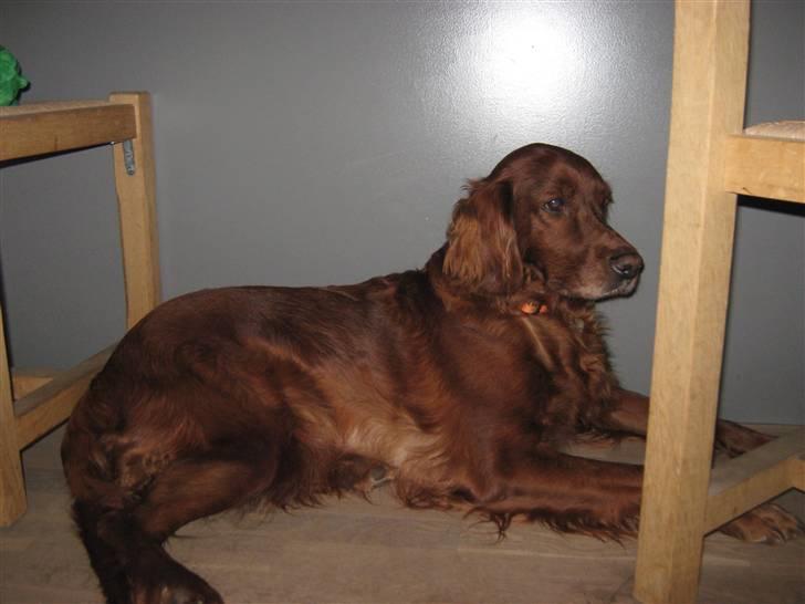 Irsk setter Amy (Lille My) billede 11