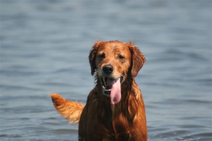 Golden retriever Fimpe billede 1