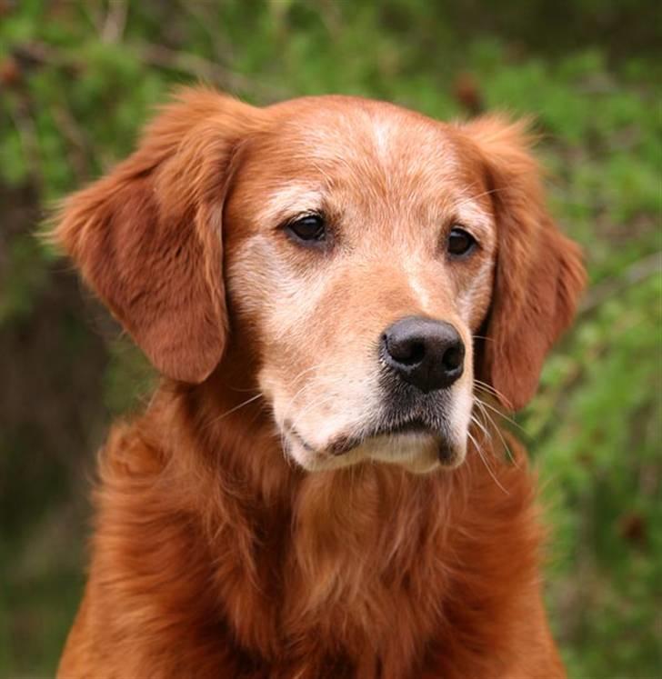 Golden retriever Fimpe billede 2