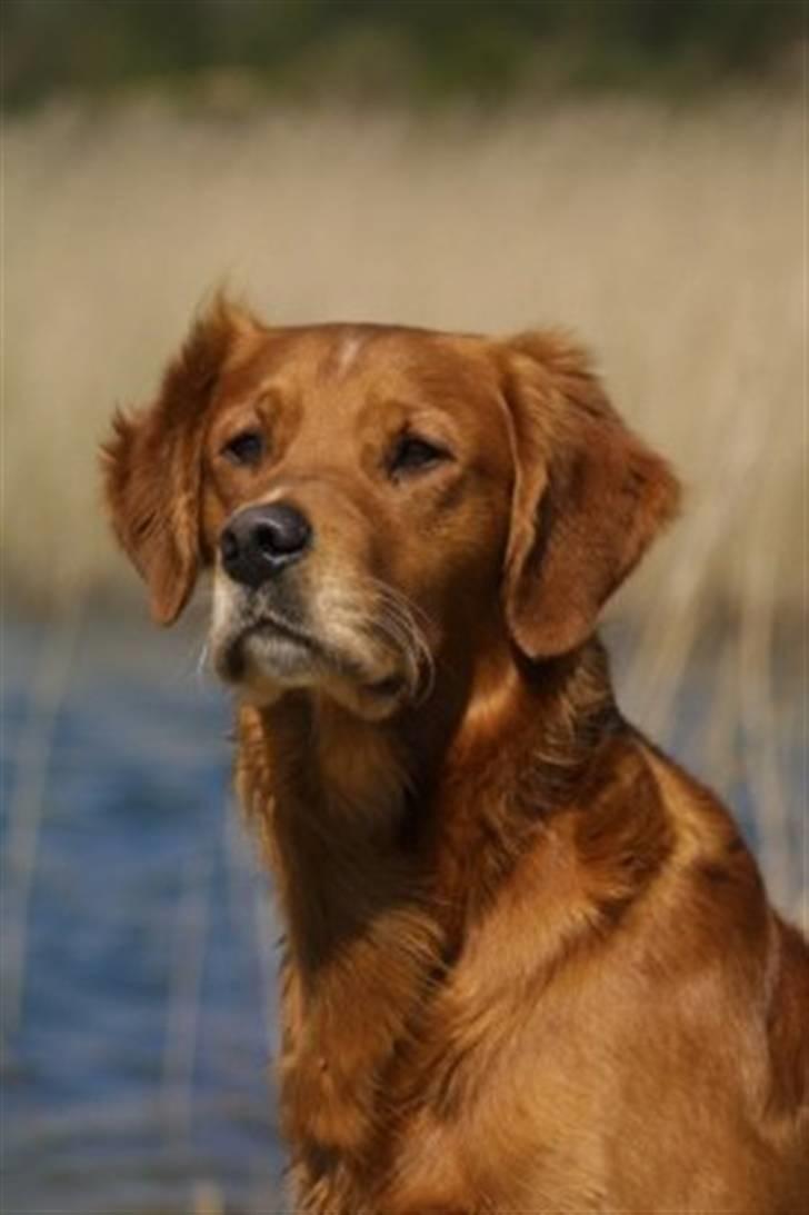 Golden retriever Fimpe billede 3
