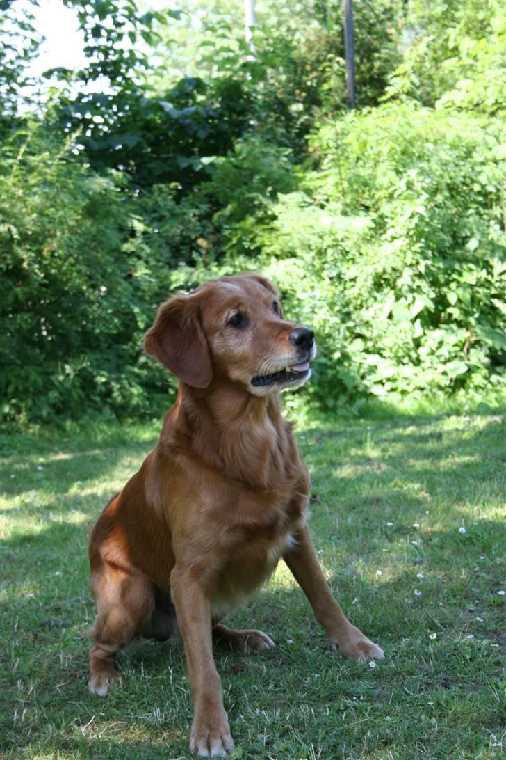 Golden retriever Fimpe billede 4