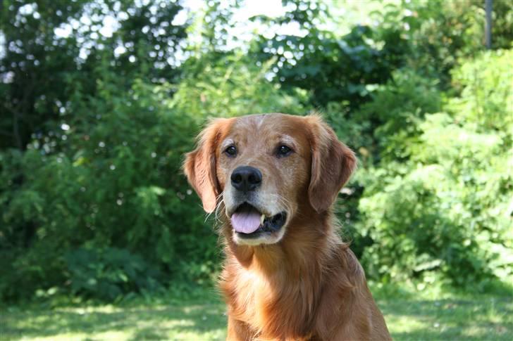 Golden retriever Fimpe billede 5