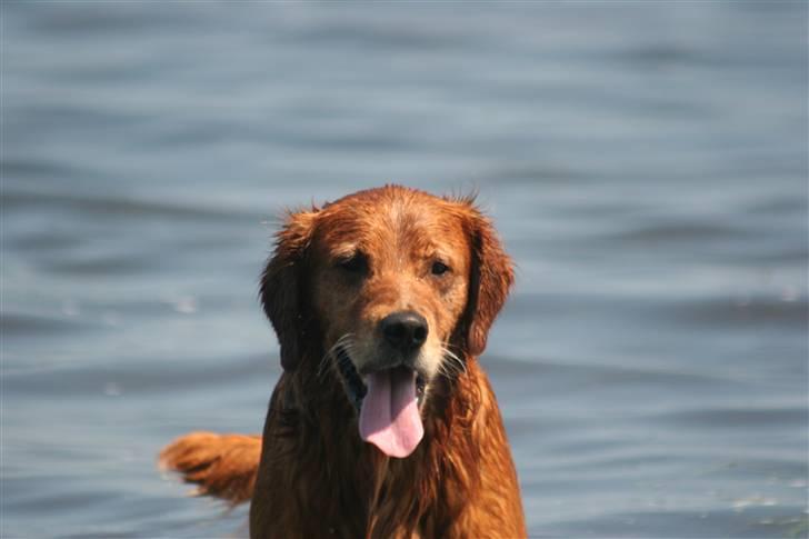 Golden retriever Fimpe billede 6