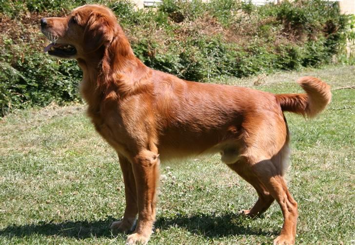 Golden retriever Fimpe billede 7