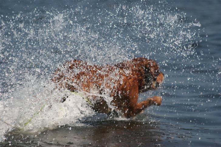 Golden retriever Fimpe billede 8