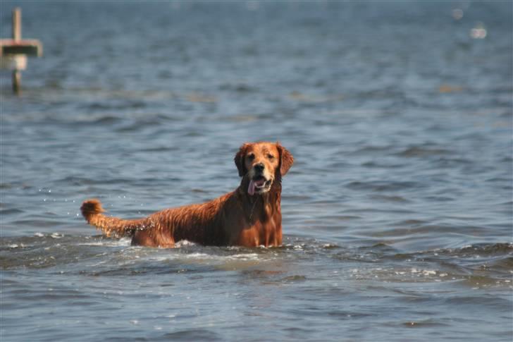 Golden retriever Fimpe billede 9