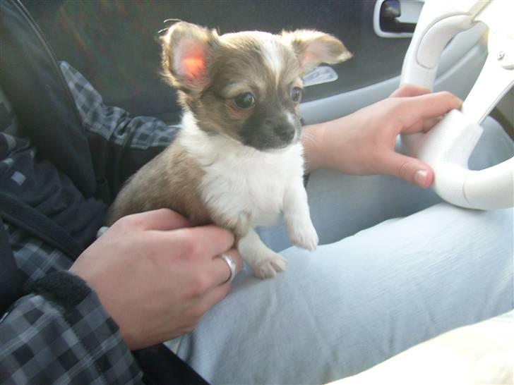 Chihuahua ¨˜”°º•Bailey•º°”˜¨ - På vej hjem fra Tappernøje. Den dag vi hentede ham <3 billede 18