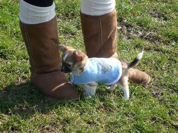 Chihuahua ¨˜”°º•Bailey•º°”˜¨ - Åh, så lille han er .. :) billede 19