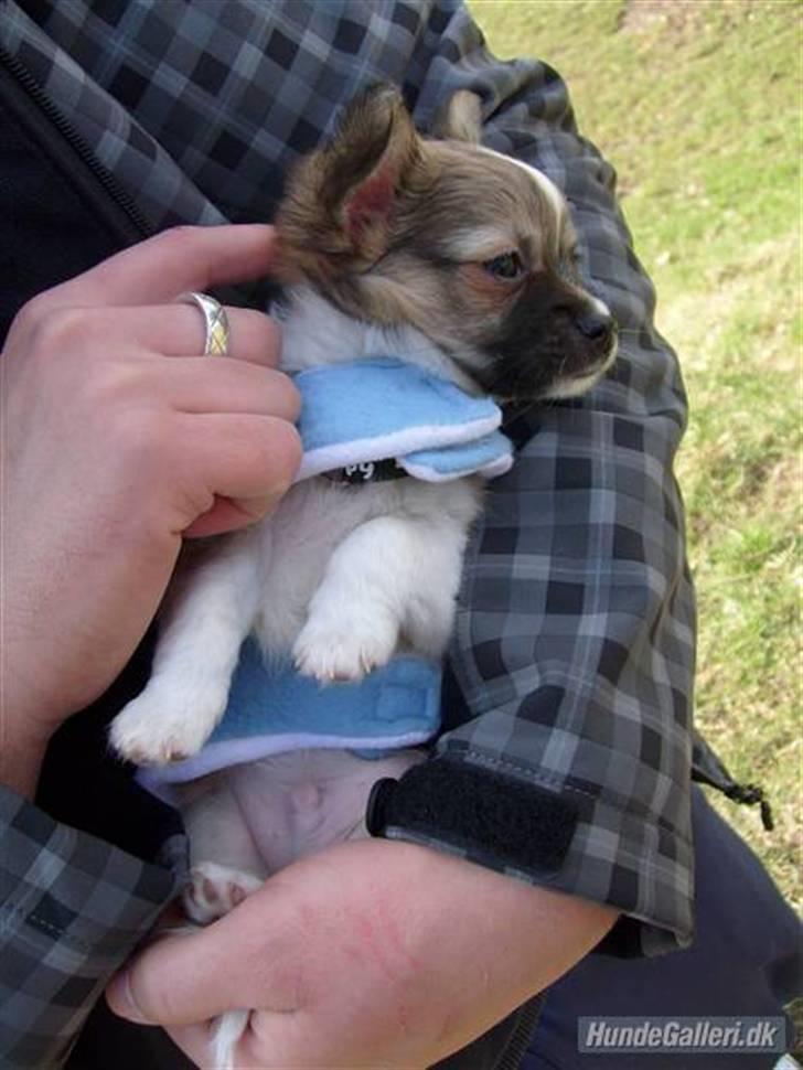 Chihuahua ¨˜”°º•Bailey•º°”˜¨ - Baby Bailey <3 billede 20