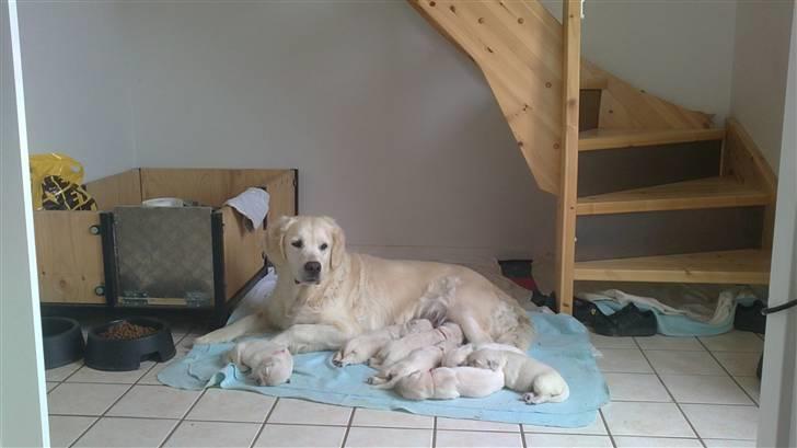 Golden retriever Tøsen billede 9