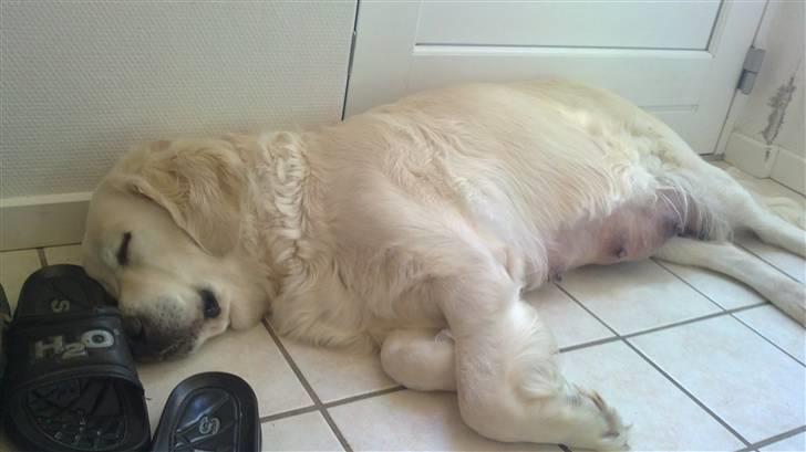 Golden retriever Tøsen billede 10