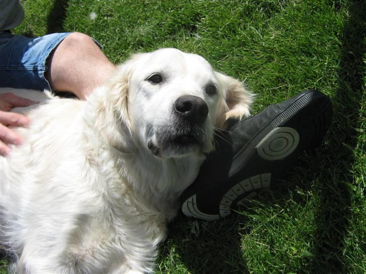 Golden retriever Tøsen billede 11