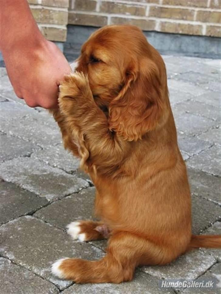 Cocker spaniel » bailey «  billede 14