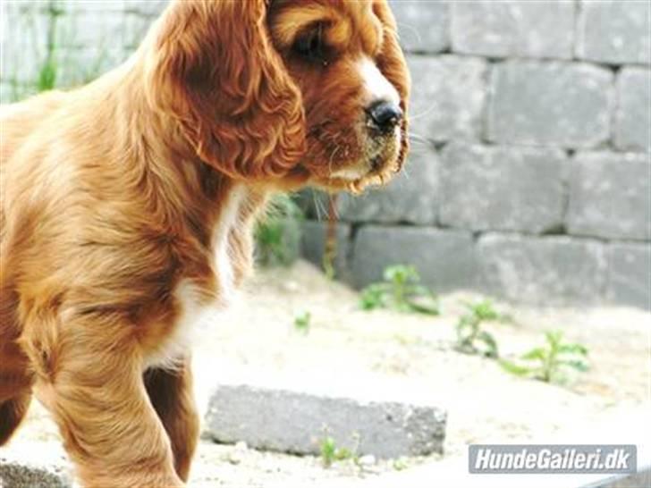 Cocker spaniel » bailey «  billede 15
