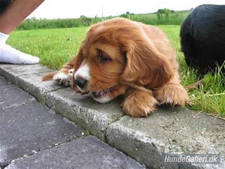 Cocker spaniel » bailey «  billede 16