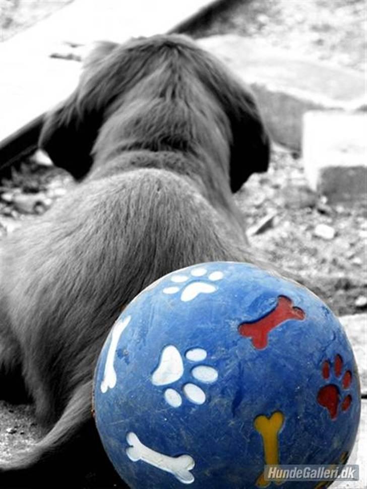 Cocker spaniel » bailey «  billede 17