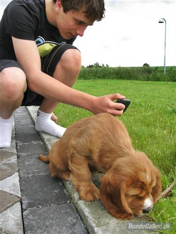 Cocker spaniel » bailey «  billede 18