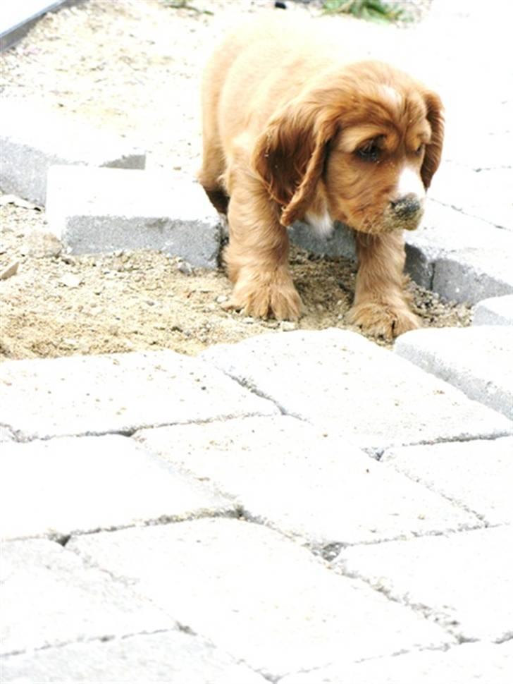 Cocker spaniel » bailey «  billede 19