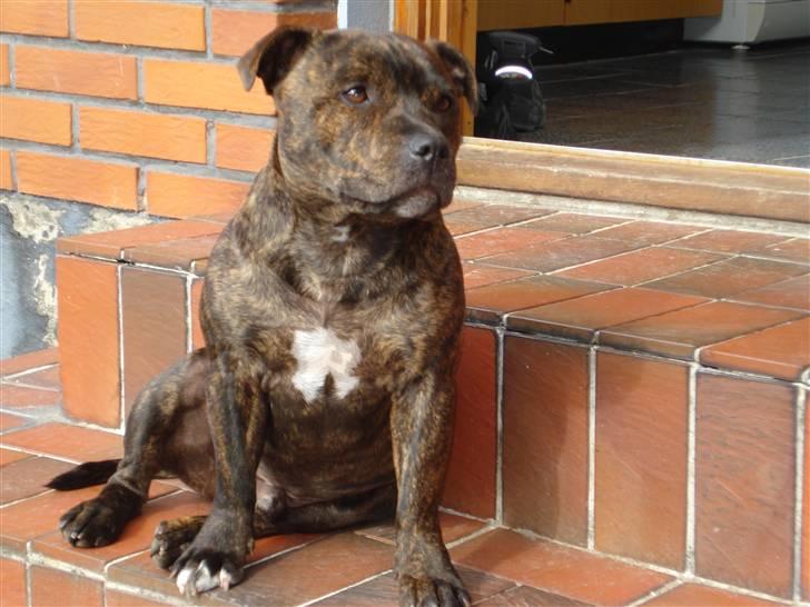Staffordshire bull terrier Enoddens My lovers man (N billede 13